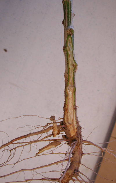 Fig. 3: Photograph showing discoloration of vascular tissue (xylem) cause by Verticillium wilt. 